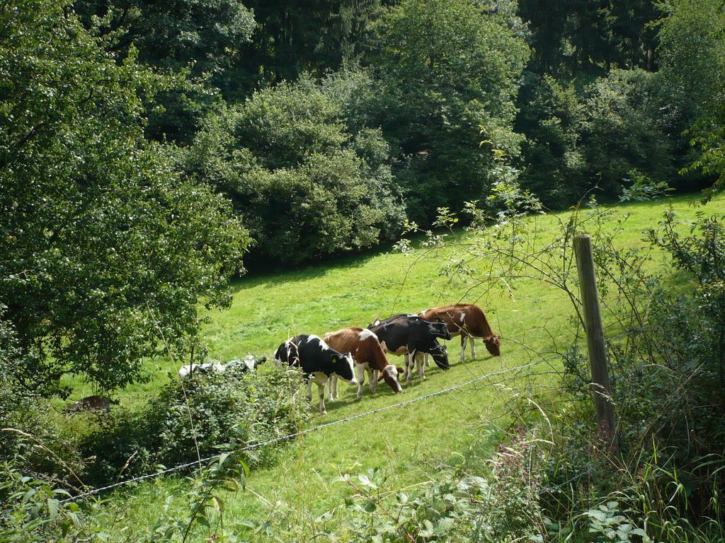 Ferienwohnungen Meindl Idar-Oberstein Værelse billede